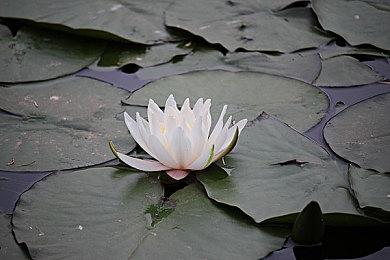 《辐射：新维加斯》“开放世界星战”MOD最新视频